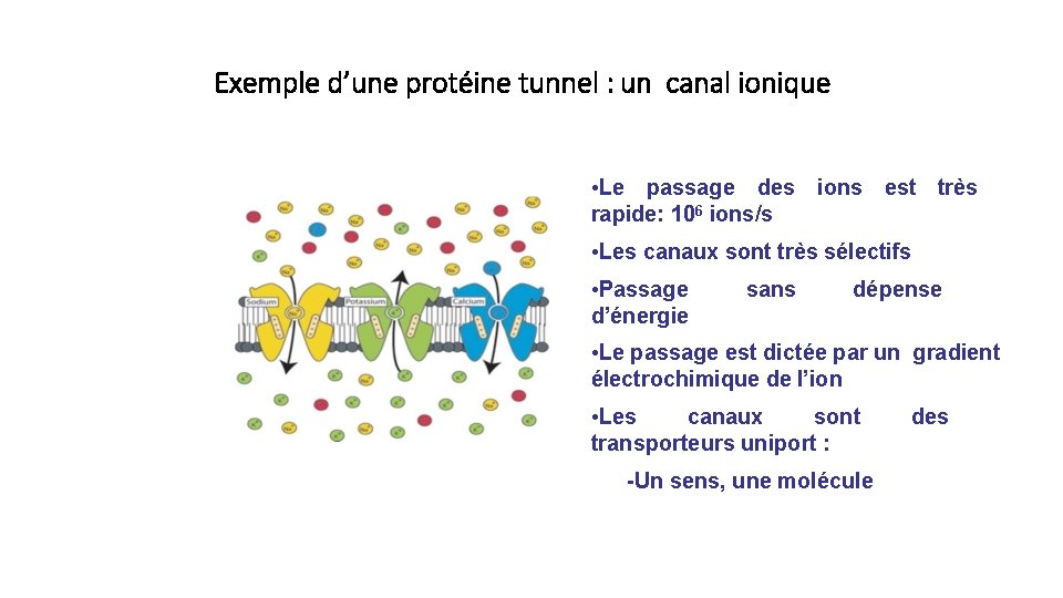 Exemple d’une protéine tunnel : un canal ionique • Le passage des rapide: 106
