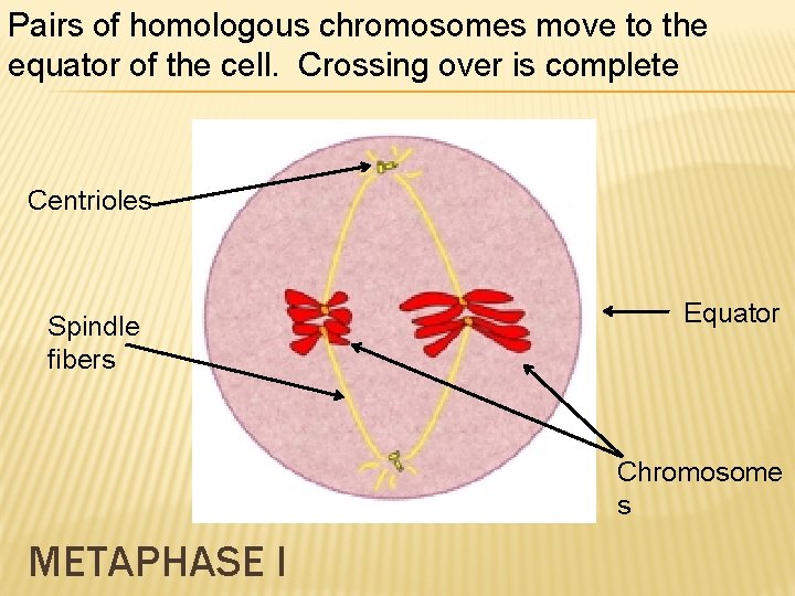 Pairs of homologous chromosomes move to the equator of the cell. Crossing over is