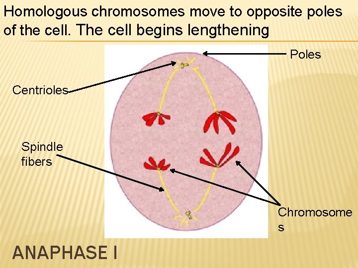 Homologous chromosomes move to opposite poles of the cell. The cell begins lengthening Poles