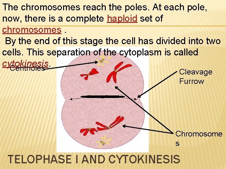 The chromosomes reach the poles. At each pole, now, there is a complete haploid