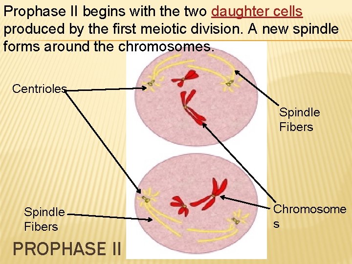Prophase II begins with the two daughter cells produced by the first meiotic division.
