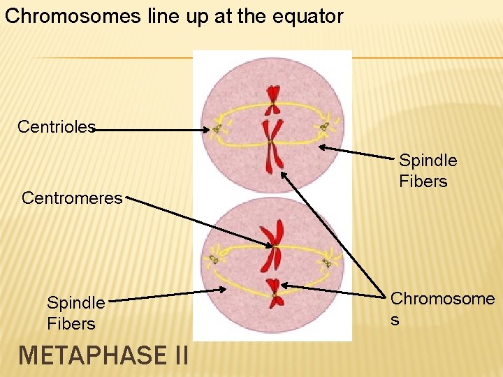 STAGES OF MEIOSIS Chapter 10 Chromosomes visible