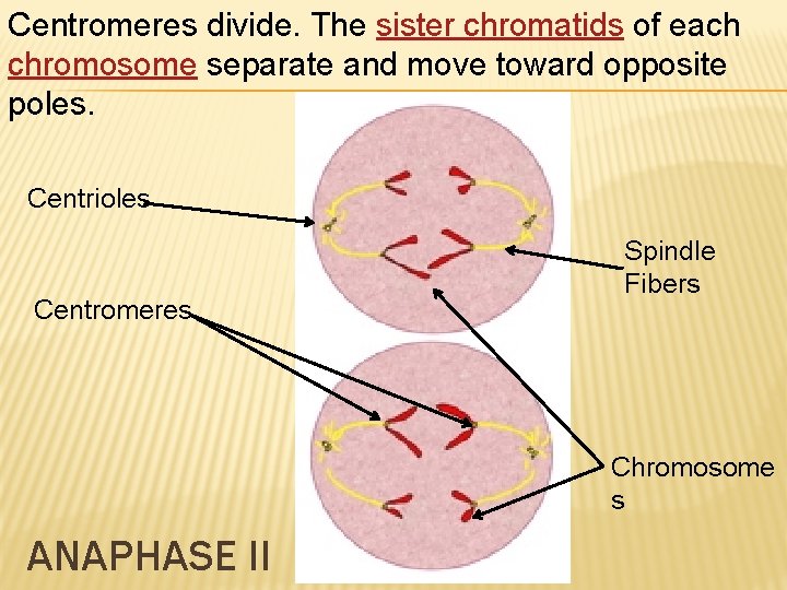 Centromeres divide. The sister chromatids of each chromosome separate and move toward opposite poles.