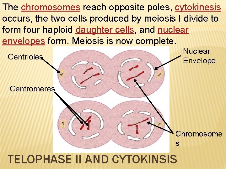 The chromosomes reach opposite poles, cytokinesis occurs, the two cells produced by meiosis I