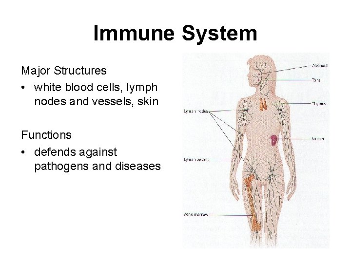 Immune System Major Structures • white blood cells, lymph nodes and vessels, skin Functions