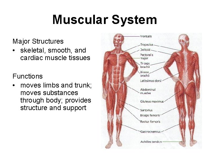 Muscular System Major Structures • skeletal, smooth, and cardiac muscle tissues Functions • moves