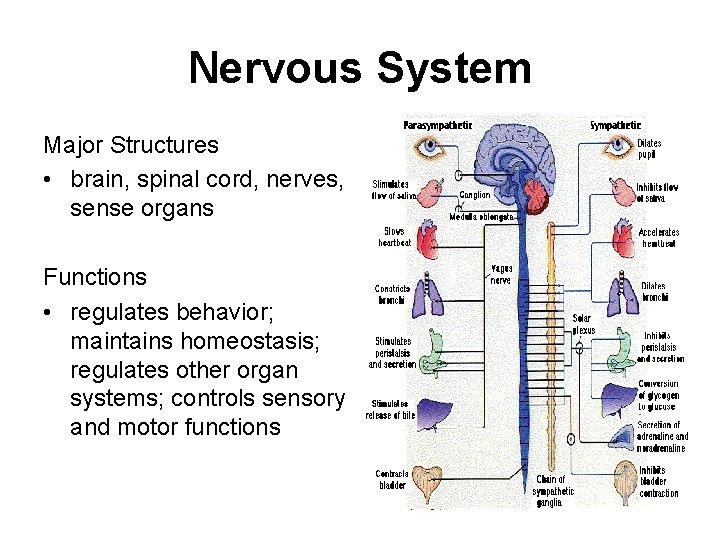 Nervous System Major Structures • brain, spinal cord, nerves, sense organs Functions • regulates