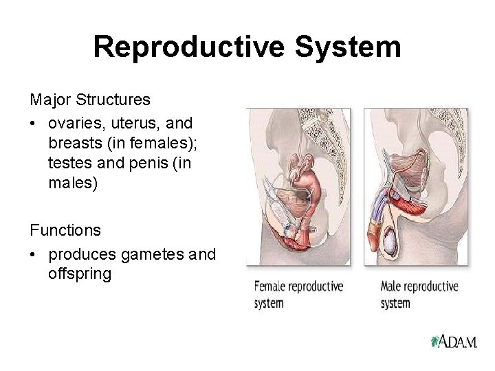 Reproductive System Major Structures • ovaries, uterus, and breasts (in females); testes and penis