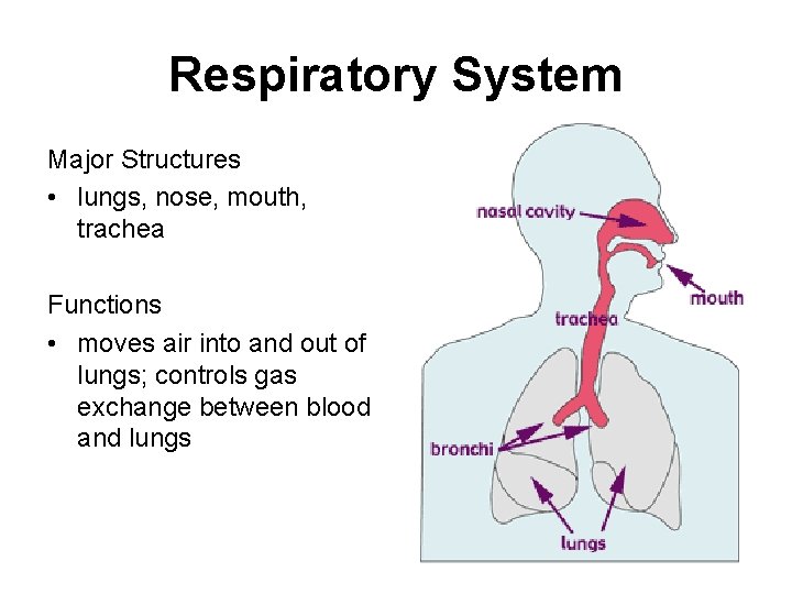 Respiratory System Major Structures • lungs, nose, mouth, trachea Functions • moves air into