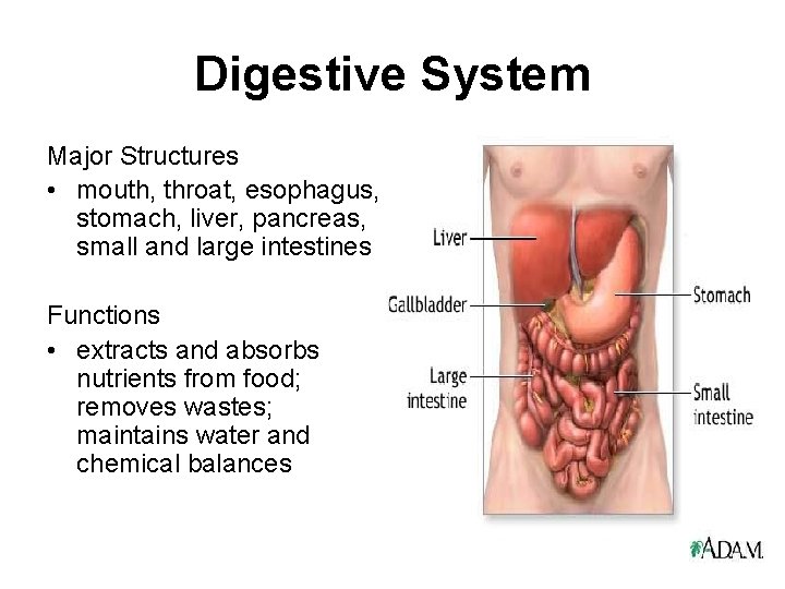 Digestive System Major Structures • mouth, throat, esophagus, stomach, liver, pancreas, small and large