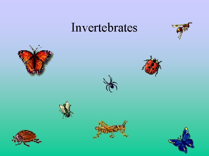 Invertebrates 