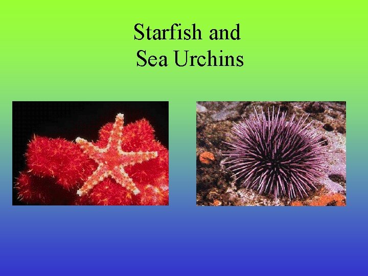 Starfish and Sea Urchins 