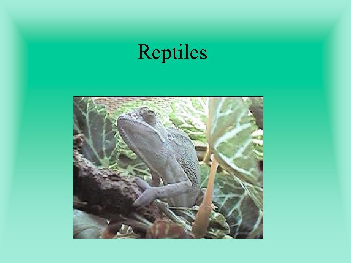 Reptiles 