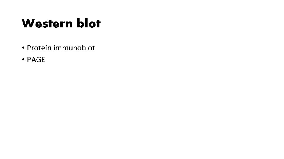 Western blot • Protein immunoblot • PAGE 
