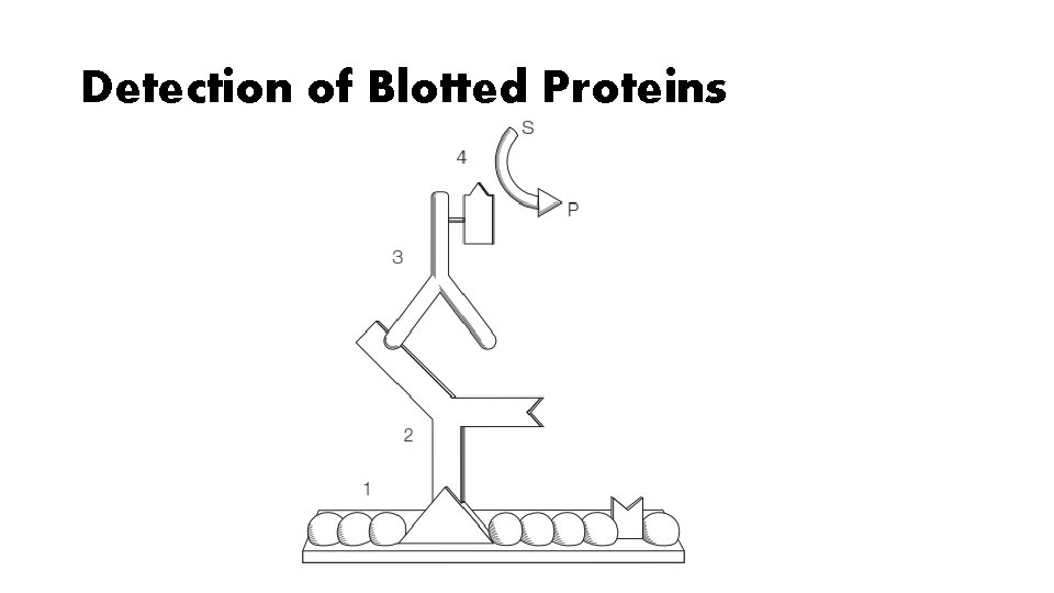 Detection of Blotted Proteins 