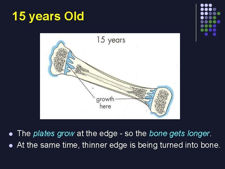 15 years Old l l The plates grow at the edge - so the