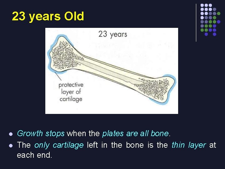 23 years Old l l Growth stops when the plates are all bone. The