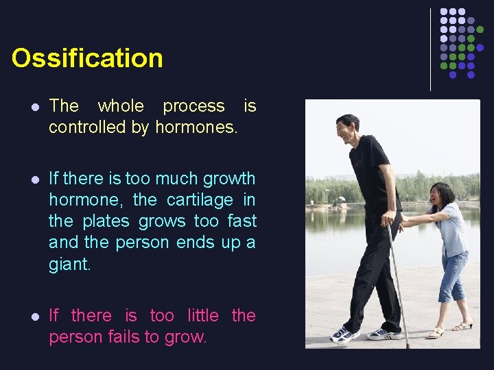 Ossification l The whole process is controlled by hormones. l If there is too