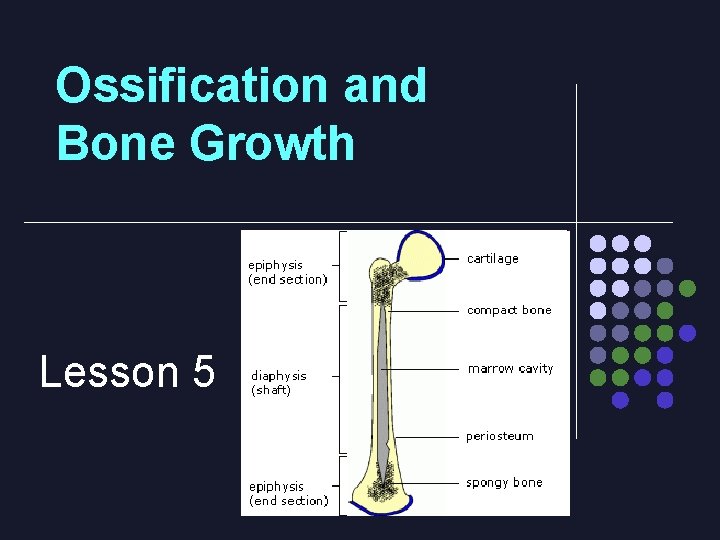 Ossification and Bone Growth Lesson 5 