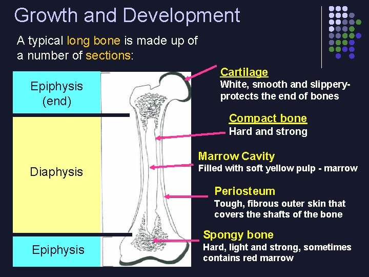 Growth and Development A typical long bone is made up of a number of