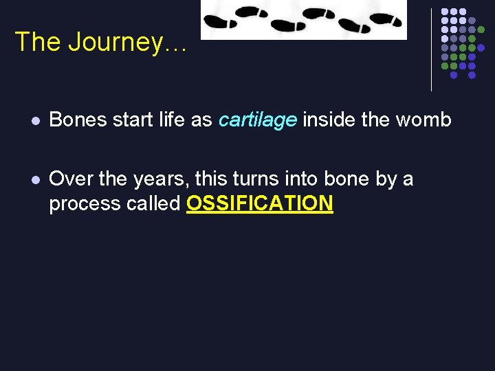 The Journey… l Bones start life as cartilage inside the womb l Over the