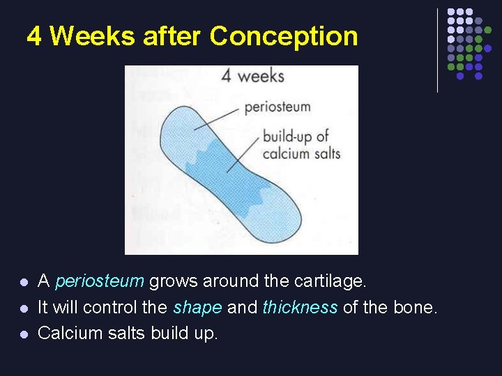 4 Weeks after Conception l l l A periosteum grows around the cartilage. It