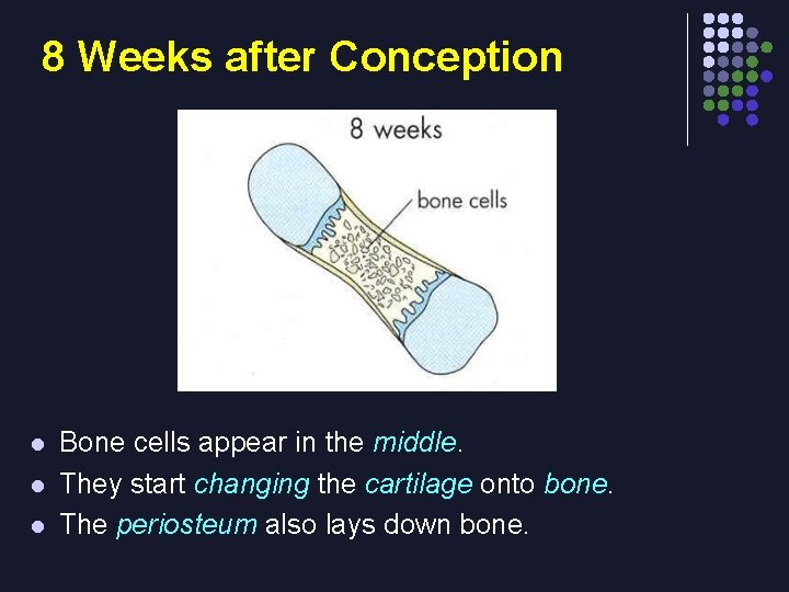 8 Weeks after Conception l l l Bone cells appear in the middle. They