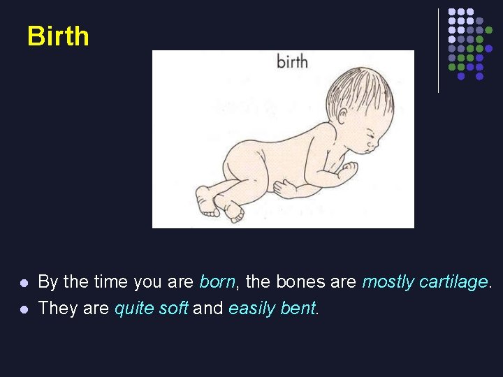 Birth l l By the time you are born, the bones are mostly cartilage.