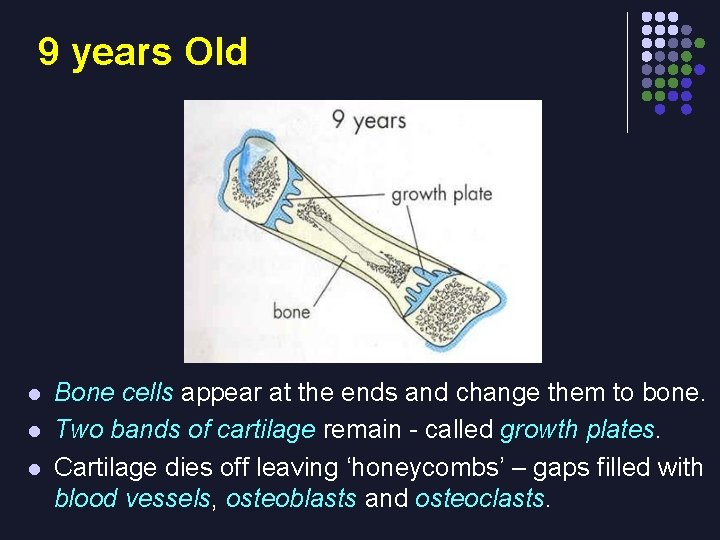 9 years Old l l l Bone cells appear at the ends and change