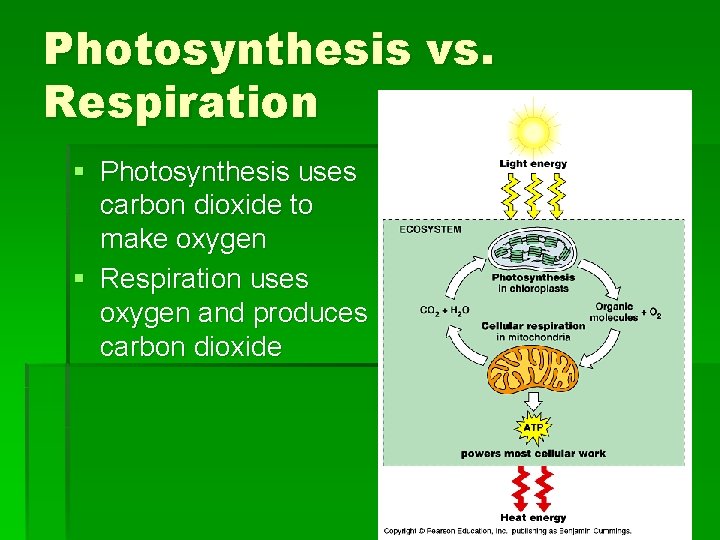Photosynthesis vs. Respiration § Photosynthesis uses carbon dioxide to make oxygen § Respiration uses