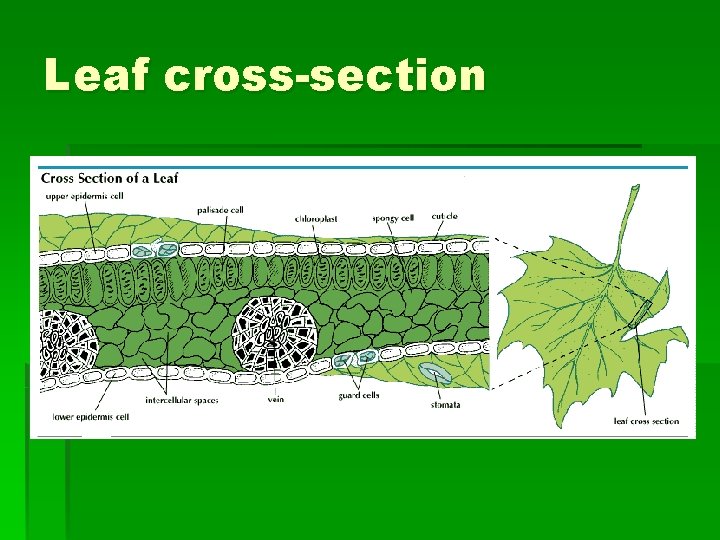 Leaf cross-section 