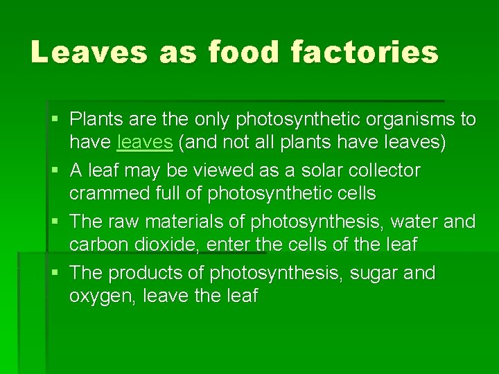 Leaves as food factories § Plants are the only photosynthetic organisms to have leaves