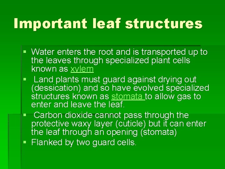 Important leaf structures § Water enters the root and is transported up to the