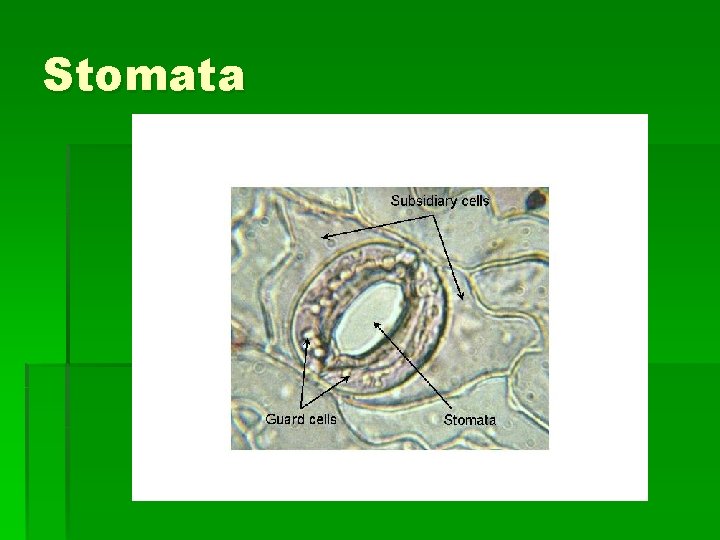 Stomata 