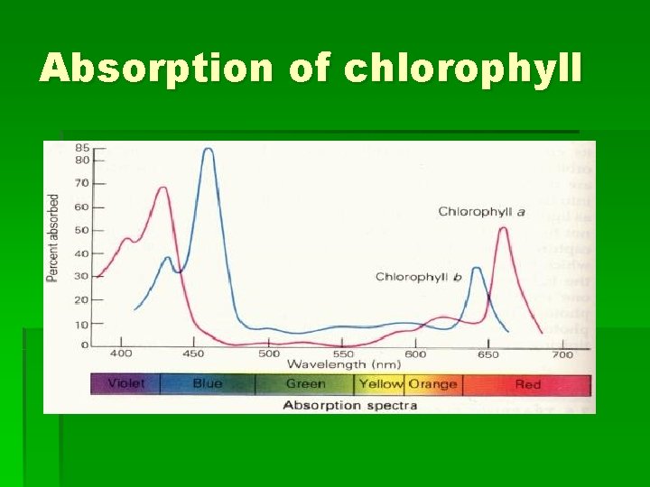 Absorption of chlorophyll 