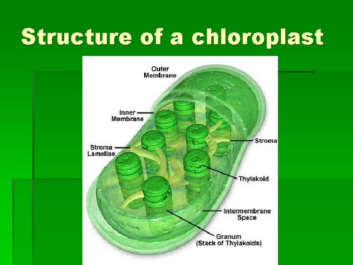 Structure of a chloroplast 