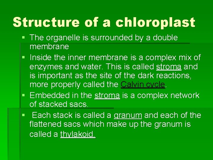 Structure of a chloroplast § The organelle is surrounded by a double membrane §