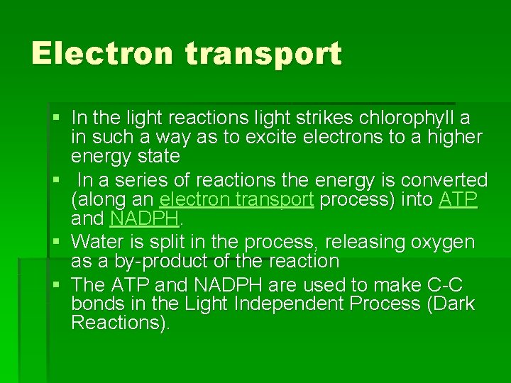 Electron transport § In the light reactions light strikes chlorophyll a in such a