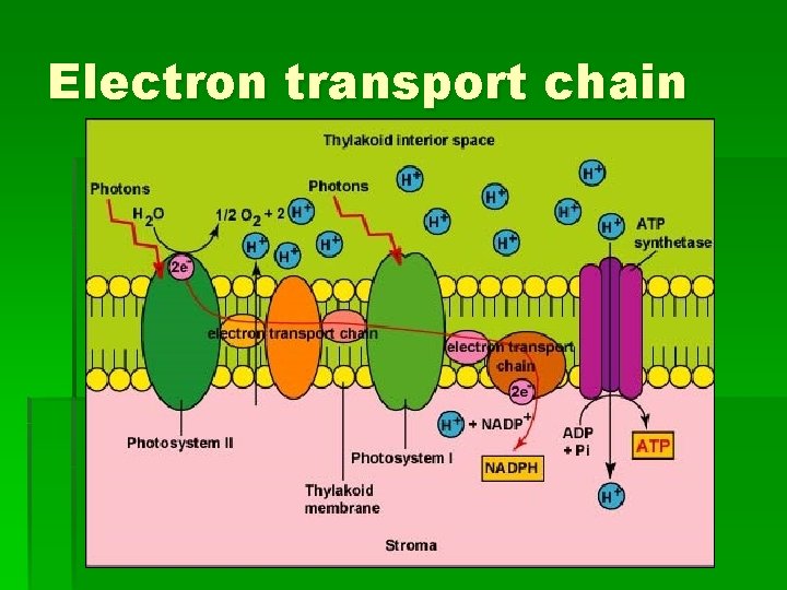Electron transport chain 
