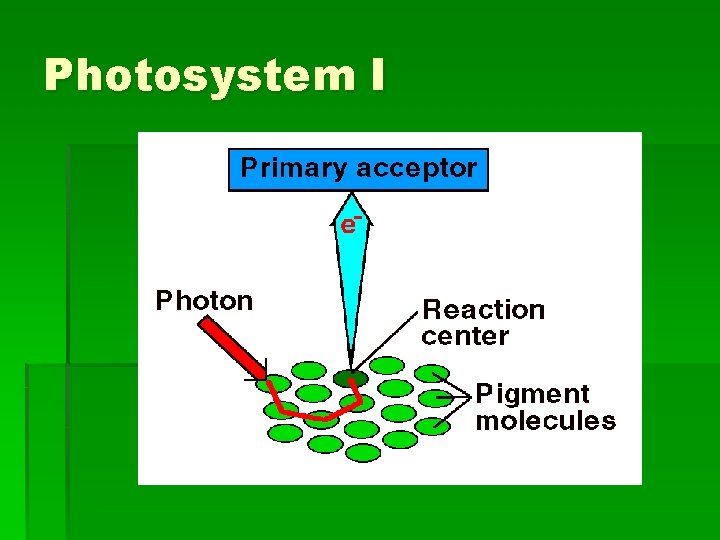 Photosystem I 