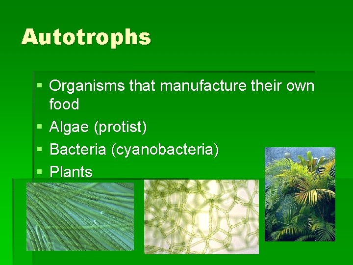 Autotrophs § Organisms that manufacture their own food § Algae (protist) § Bacteria (cyanobacteria)