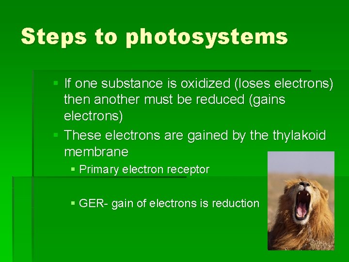 Steps to photosystems § If one substance is oxidized (loses electrons) then another must