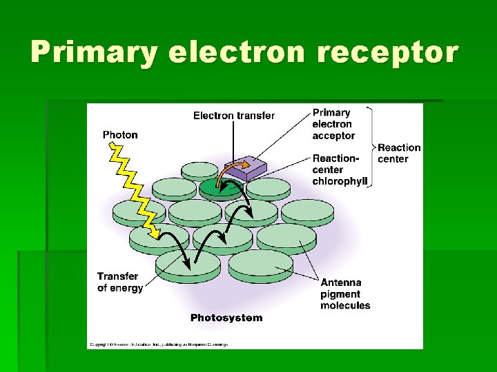 Primary electron receptor 