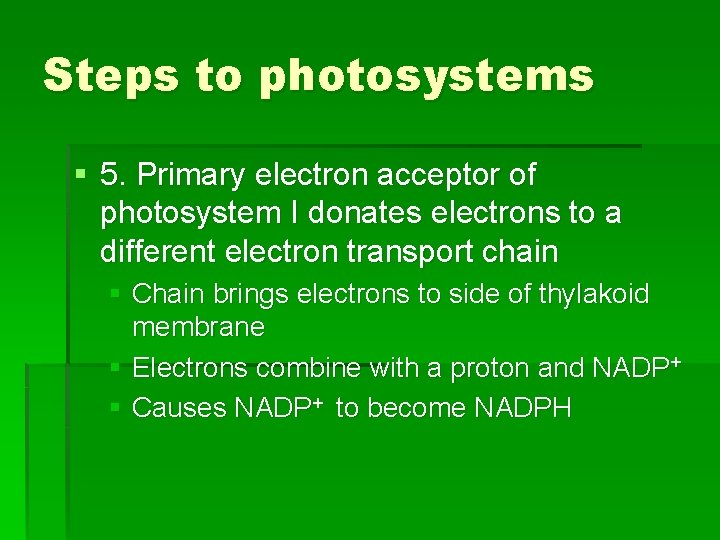 Steps to photosystems § 5. Primary electron acceptor of photosystem I donates electrons to
