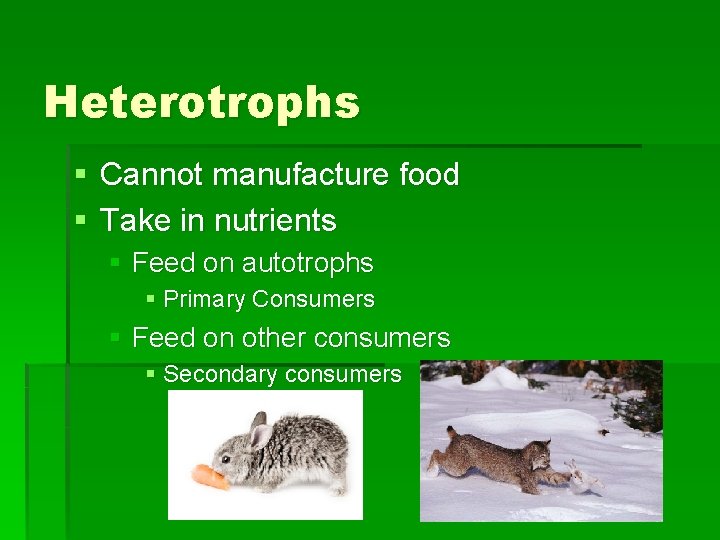 Heterotrophs § Cannot manufacture food § Take in nutrients § Feed on autotrophs §