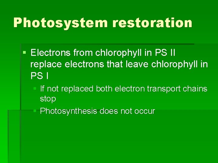 Photosystem restoration § Electrons from chlorophyll in PS II replace electrons that leave chlorophyll