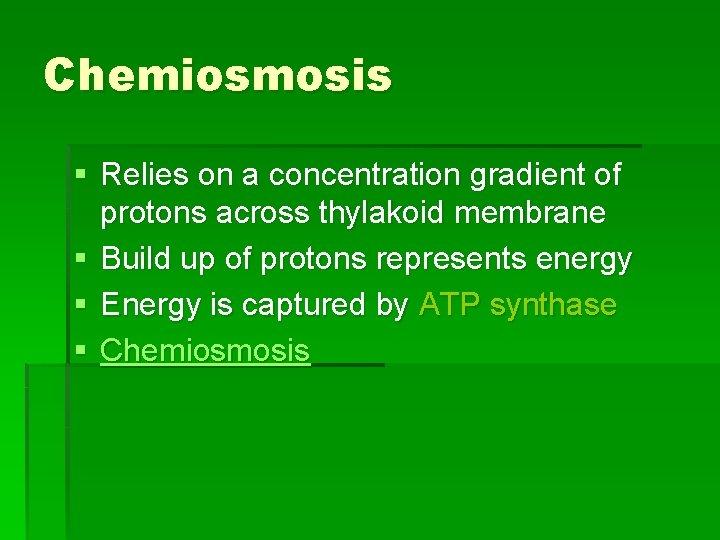 Chemiosmosis § Relies on a concentration gradient of protons across thylakoid membrane § Build