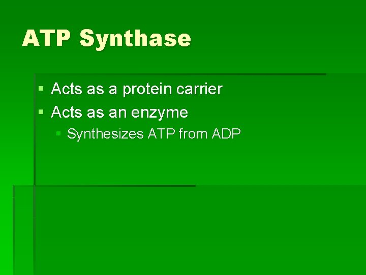 ATP Synthase § Acts as a protein carrier § Acts as an enzyme §