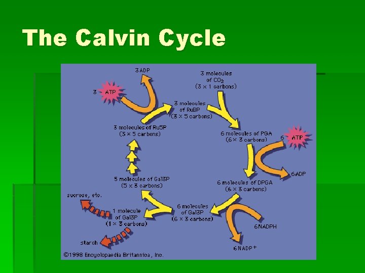 The Calvin Cycle 