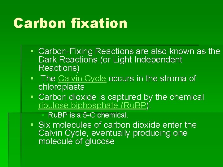 Carbon fixation § Carbon-Fixing Reactions are also known as the Dark Reactions (or Light